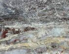 Rare, North Pole Dome Stromatolite Slice - Billion Years #50759-1